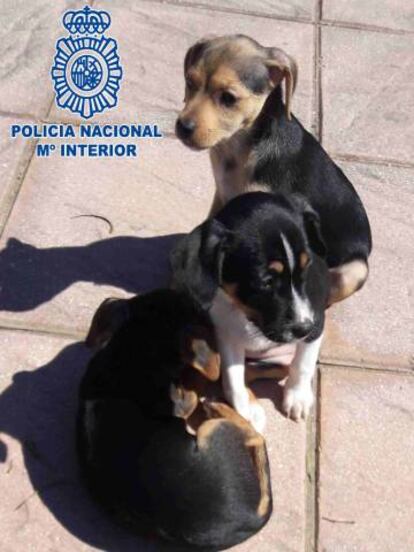 Los tres cachorros rescatados de la carretera en Cádiz.
