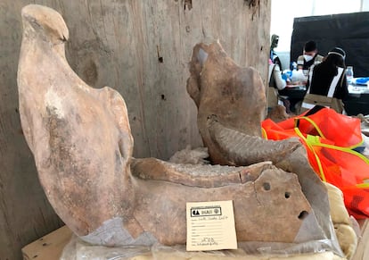 Mandíbula de mamut macho adulto en la Base Aérea Santa Lucía.