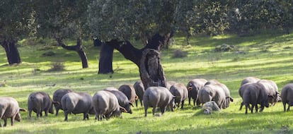 Piara de cerdos ibéricos en Extremadura.