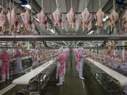 Uno de los mayores mataderos de pollos de China, que procesa 10.000 aves por hora, en Juangsu.