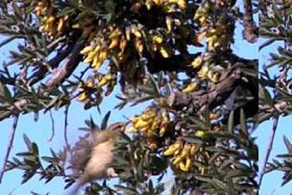 Secuencia consecutiva de un mosquitero visitando la Anagyris foetida