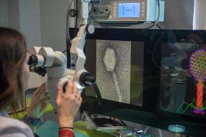 La microbióloga María del Mar Tomás, inspecciona con el microscopio una muestra de fagos, en el Complexo Hospitalario de A Coruña (CHUAC).