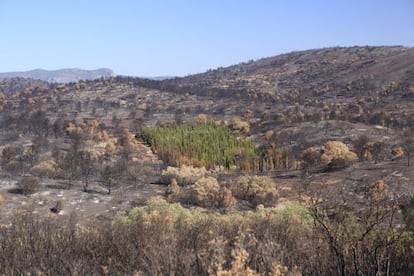 Cypress trees emerged almost untouched after a forest fire in Andilla, Valencia.