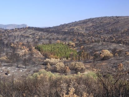 Cypress trees emerged almost untouched after a forest fire in Andilla, Valencia.