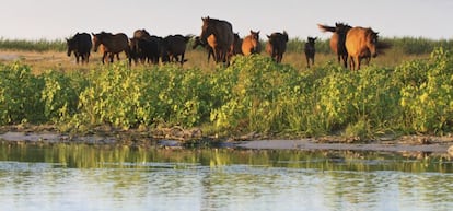 Caballos salvajes en la ribera del Danubio.