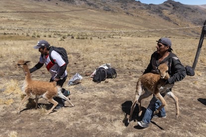 Pobladores dejan libres a las vicuñas jovenes. Estas no se esquilan hasta que crezca su pelaje.