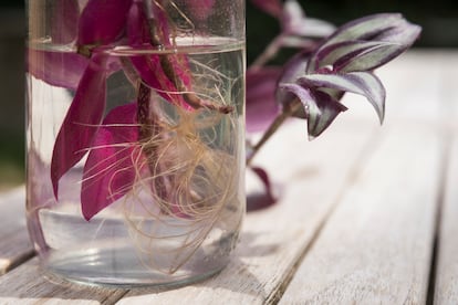 Una 'tradescantia zebrina' en un frasco de vidrio transparente para que haga raíces en el agua antes de ser plantados en tierra.