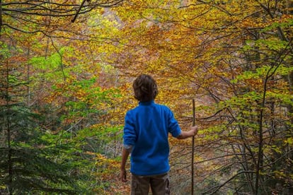 A forest near Cola de Caballo waterfall in Ordesa (Huesca).