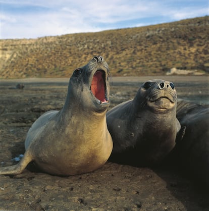 A southern elephant seal yawns on  beach in Argentina's Patagonia. 