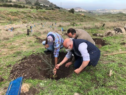 Plantación de árboles promovida por Zinkia en Gran Canaria.