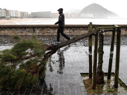 Un hombre pasa junto a un árbol roto por los fuertes rachas de viento junto a la playa de la Zurriola de San Sebastián el pasado día 3.