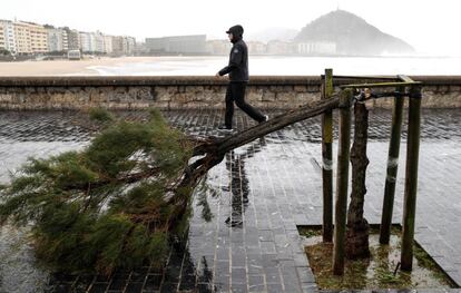 Un hombre pasa junto a un árbol roto por los fuertes rachas de viento junto a la playa de la Zurriola de San Sebastián el pasado día 3.