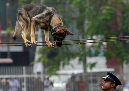 Un perro participa en la celebración del 151 aniversario de la policía de Sri Lanka, en la capital Colombo. 