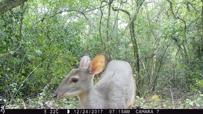 Una cría de venado de las pampas.