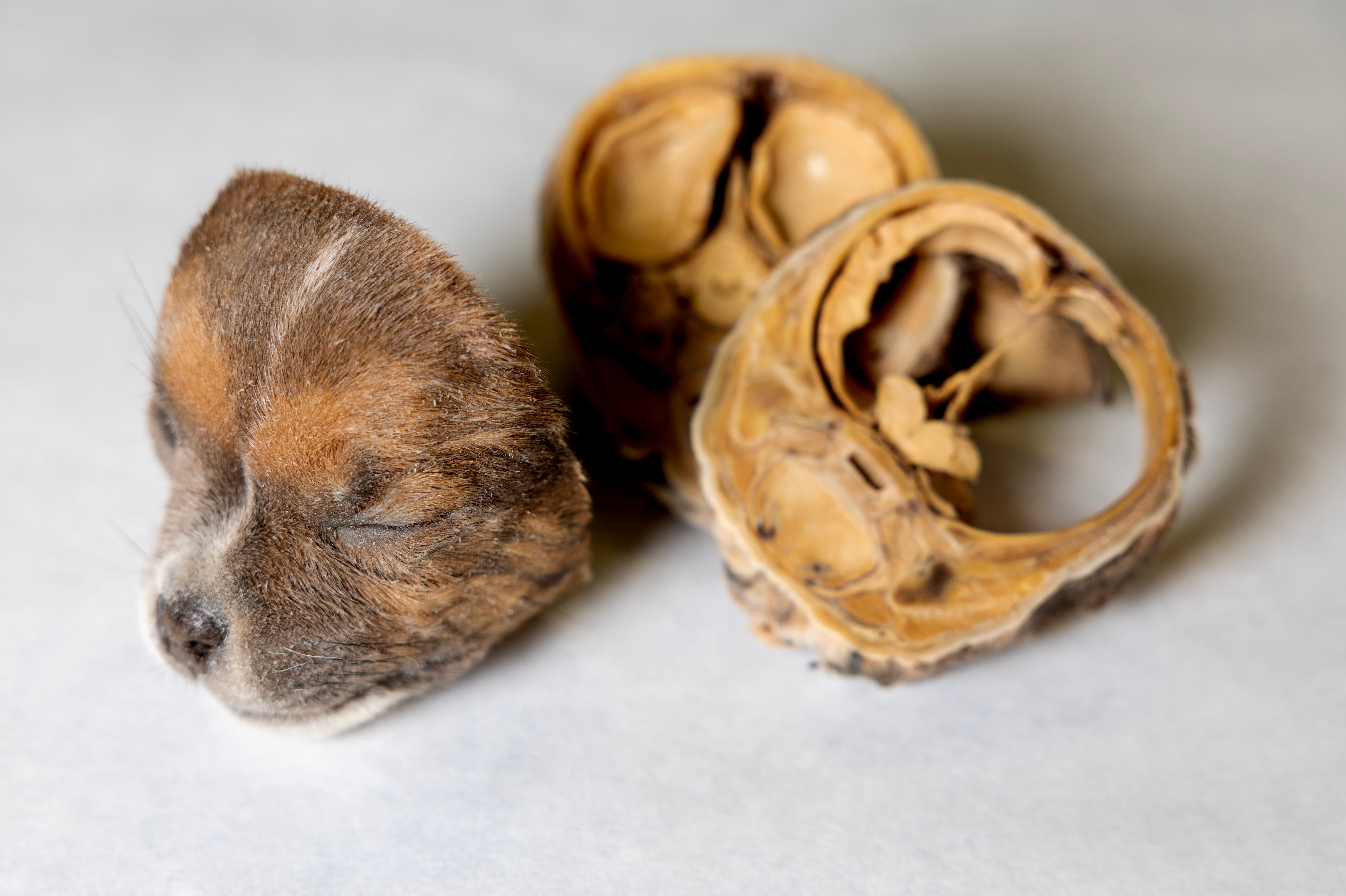 Cráneo de un perro plastinado en rodajas en la Facultad de Veterinaria de la Complutense.
