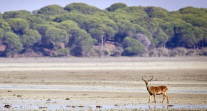 Un ciervo pasea por las marismas del Parque Nacional de Doñana.