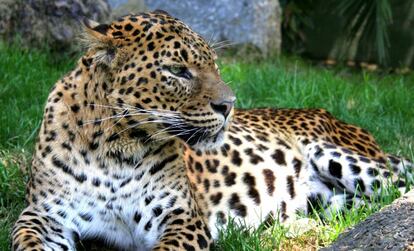 Un leopardo en el Zoo de Barcelona.