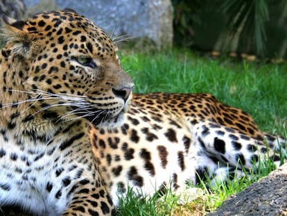 Un leopardo en el Zoo de Barcelona.