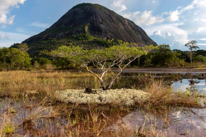 Un árbol joven rodeado de musgo blanco en un tramo de sabana cerca del Cerro Pajarito.