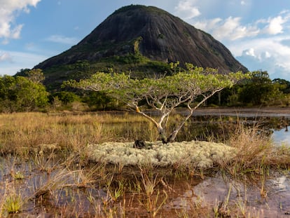 Un árbol joven rodeado de musgo blanco en un tramo de sabana cerca del Cerro Pajarito.