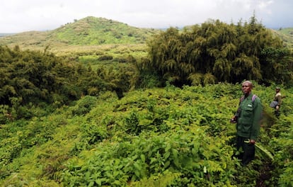 Edward, un guía de gorilas local y veterano del Departamento de Turismo de la Junta de Desarrollo de Ruanda en el Parque Nacional de los Volcanes, dando instrucciones a los visitantes.