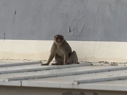 El macaco fugado, en el tejado de un instituto de La Línea. Foto facilitada por el Ayuntameinto de la localidad.