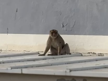 El macaco fugado, en el tejado de un instituto de La Línea. Foto facilitada por el Ayuntameinto de la localidad.