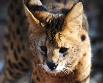 Chorley, gato serval rescatado de unos contrabandistas en Mozambique.