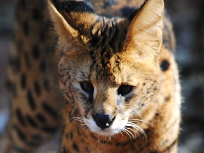 Chorley, gato serval rescatado de unos contrabandistas en Mozambique.