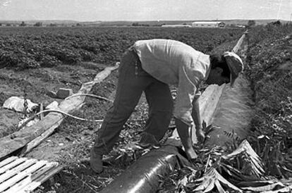 Un agricultor trabaja un campo de algodón en la provincia de Sevilla.