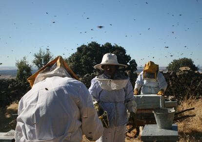 La cantidad y agresividad de las abejas en el aire aumenta a medida que sube la temperatura y se van abriendo y cerrando sucesivamente más y más colmenas. A primera hora de la mañana apenas se ven insectos volando, pero tres horas después ya no queda ni rastro del frescor de la noche y el aire se llena con el zumbido y el frenesí de las obreras que perciben a los apicultores como una agresión.