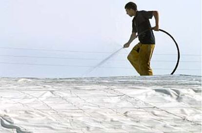 Un hombre trabaja sobre el techo de un invernadero en Almería.