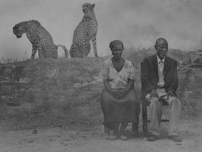'Diesel' y 'Levi', dos guepardos de Zimbabue que quedaron huérfanos cuando un granjero mató a su madre. En primer plano, Regina y Jack, a los que la sequía dejó sin tierra donde plantar sus cultivos.