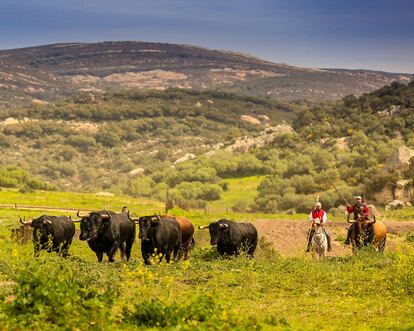 Una corrida de toros en el campo.