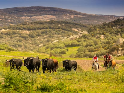 Una corrida de toros en el campo.