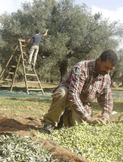 Recogida de aceitunas en Túnez