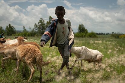 Muchas familias intentan sobrevivir de la agricultura y la ganadería, pese a las dificultades. En la fotografía, un niño pastorea cabras en uno de los 'kebeles' (comunidades rurales etíopes) del distrito de Amigna (Arsi) en los que Ayuda en Acción trabaja para generar oportunidades para la población, sobre todo para la juventud. En Etiopía, más del 40% tiene menos de 15 años, alrededor de 50 millones de personas. La juventud necesitará empleo en el futuro para sobrevivir, pero no hay suficiente terreno para que esta se dedique a la agricultura.