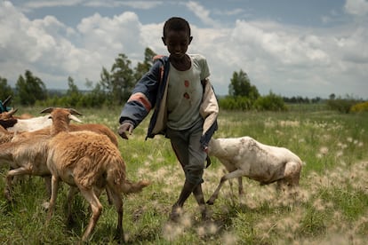 Muchas familias intentan sobrevivir de la agricultura y la ganadería, pese a las dificultades. En la fotografía, un niño pastorea cabras en uno de los 'kebeles' (comunidades rurales etíopes) del distrito de Amigna (Arsi) en los que Ayuda en Acción trabaja para generar oportunidades para la población, sobre todo para la juventud. En Etiopía, más del 40% tiene menos de 15 años, alrededor de 50 millones de personas. La juventud necesitará empleo en el futuro para sobrevivir, pero no hay suficiente terreno para que esta se dedique a la agricultura.