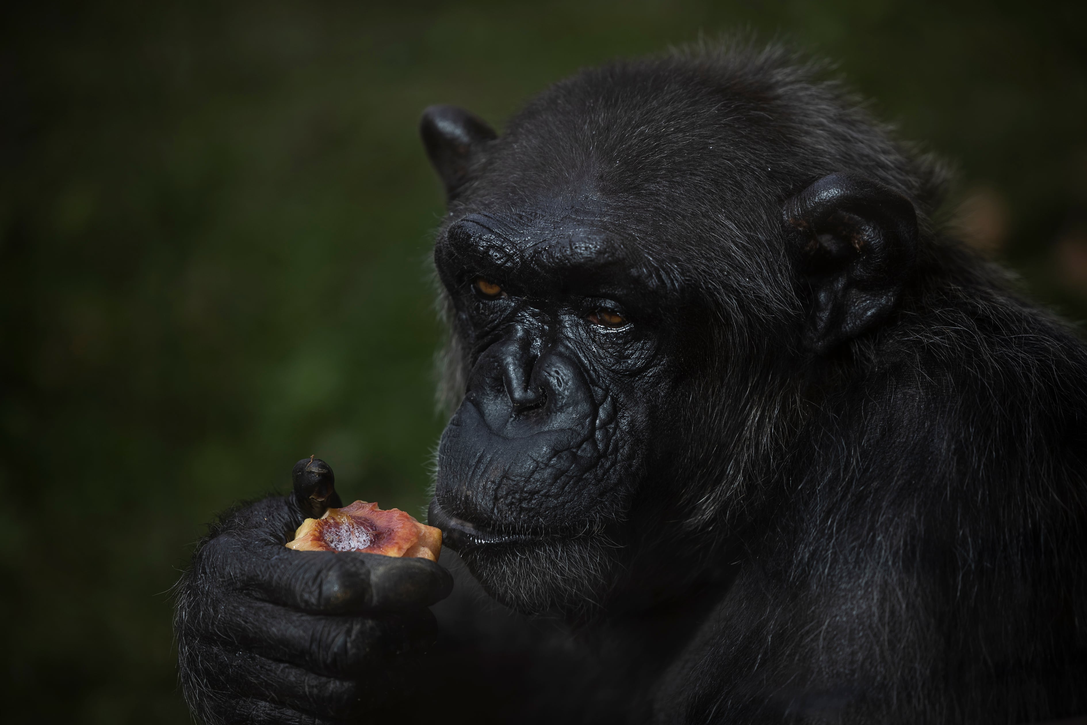 Duchas y helados, medidas del Zoo de Barcelona para que los animales puedan sobrellevar el calor