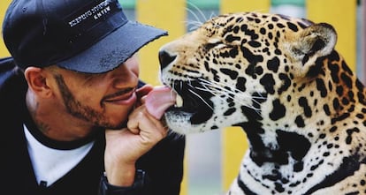 Lewis Hamilton con un tigre en la fundaci&oacute;n mexicana Black Jaguar-White Tiger. 