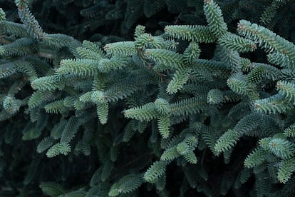 Detalle del pinsapo (Abies pinsapo) en el Parque Nacional de la Sierra de las Nieves, Málaga.