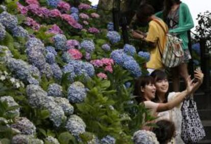 Dos jvenes se fotografan junto a hortensias en flor en el templo de Hase en Kamakura al suroeste de Tokio (Japn). EFE/Archivo