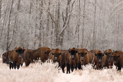 Bisontes europeos