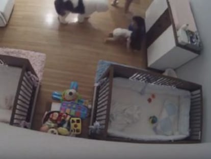 El bebé cae de un mueble y el pequeño lo intercepta antes de que llegue al suelo
