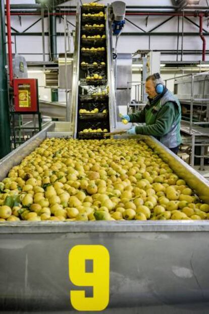 En la primera foto, la bergamota es un híbrido entre una naranja amarga y un limón. A continuación, Wasser, junto a Gianfranco Capua, la cuarta generación de una familia que cultiva la bergamota desde 1880. En la tercera imagen, Jornaleros durante la recogida. Por último, lavado a mano del fruto con agua fresca antes de la extracción.