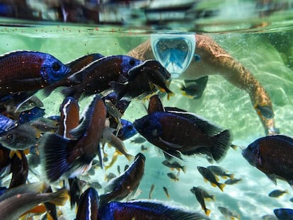 Un turista hace 'snorkel' con peces tropicales en una piscina del zoológico 'Zoom Torino' en Cumiana, cerca de Turín.