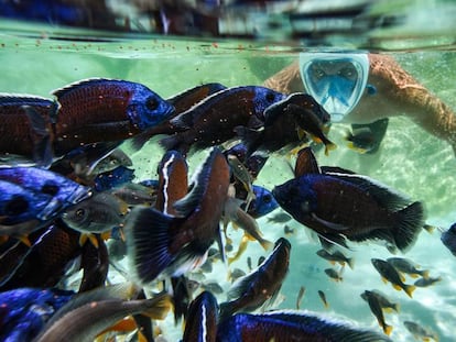 Un turista hace 'snorkel' con peces tropicales en una piscina del zoológico 'Zoom Torino' en Cumiana, cerca de Turín.