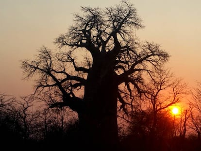 Los mejores sitios del mundo para ver baobabs (antes de que desaparezcan)