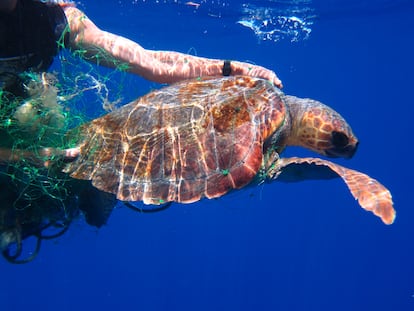 Una tortuga atrapada en una red de pesca es rescatada.