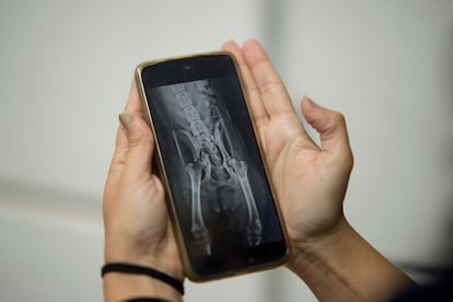 Radiografía de la fractura de cadera con la que llegó la bretona de nombre Glory a la Asociación Galgos del Sur de Villafranca (Córdoba).
